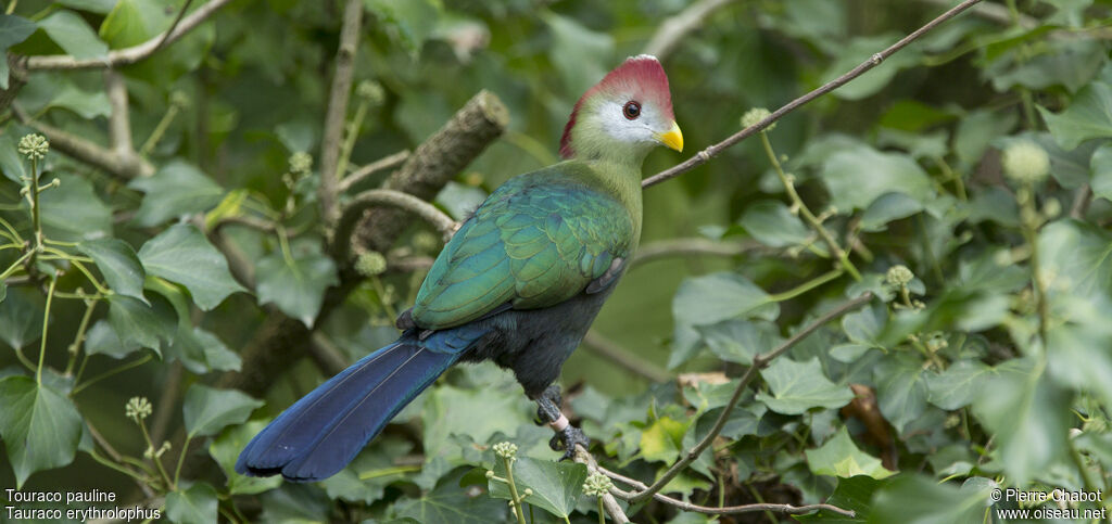 Red-crested Turaco