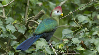 Red-crested Turaco