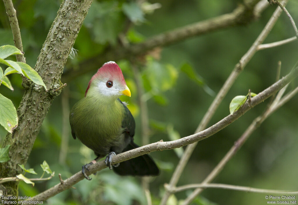 Red-crested Turaco