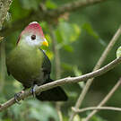 Touraco pauline