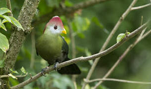 Red-crested Turaco