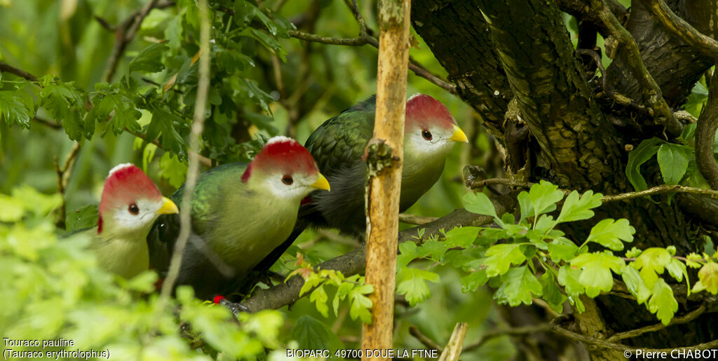 Red-crested Turaco