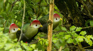 Red-crested Turaco