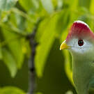 Touraco pauline