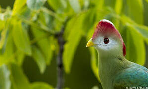 Red-crested Turaco