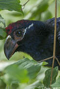 Violet Turaco