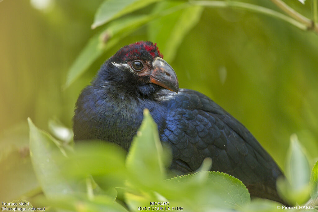 Touraco violet