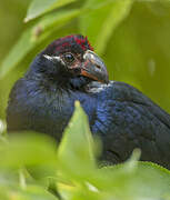 Violet Turaco