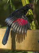 Violet Turaco