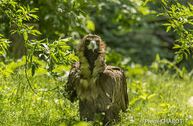 Cinereous Vulture