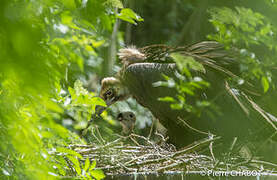 Cinereous Vulture