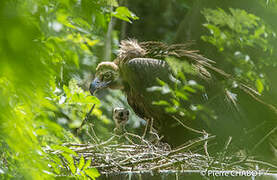 Cinereous Vulture