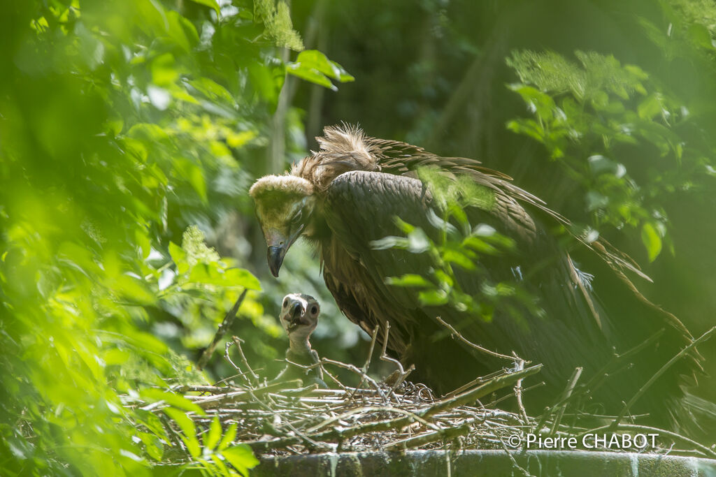 Cinereous Vulture