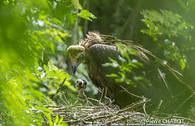 Cinereous Vulture