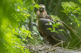 Cinereous Vulture