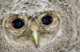 Tawny Owl