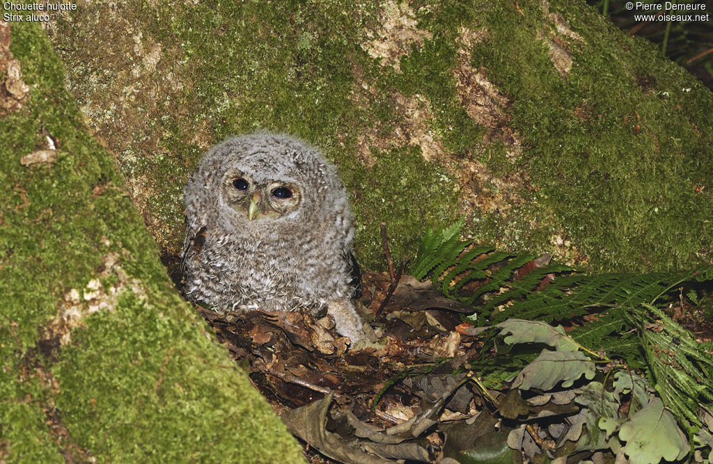 Tawny Owl