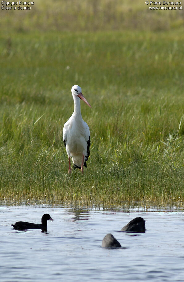 White Stork