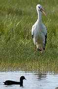 Cigogne blanche