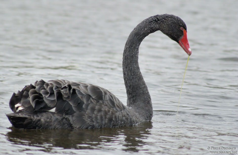 Cygne noir