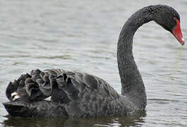 Cygne noir