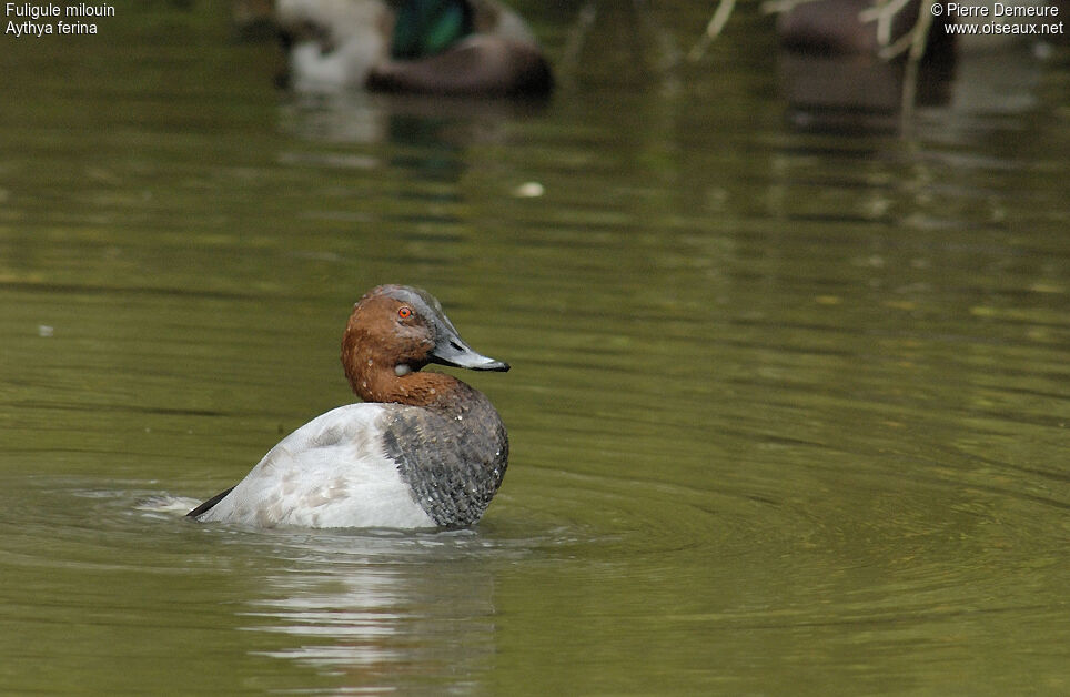 Common Pochard male adult