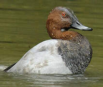 Common Pochard