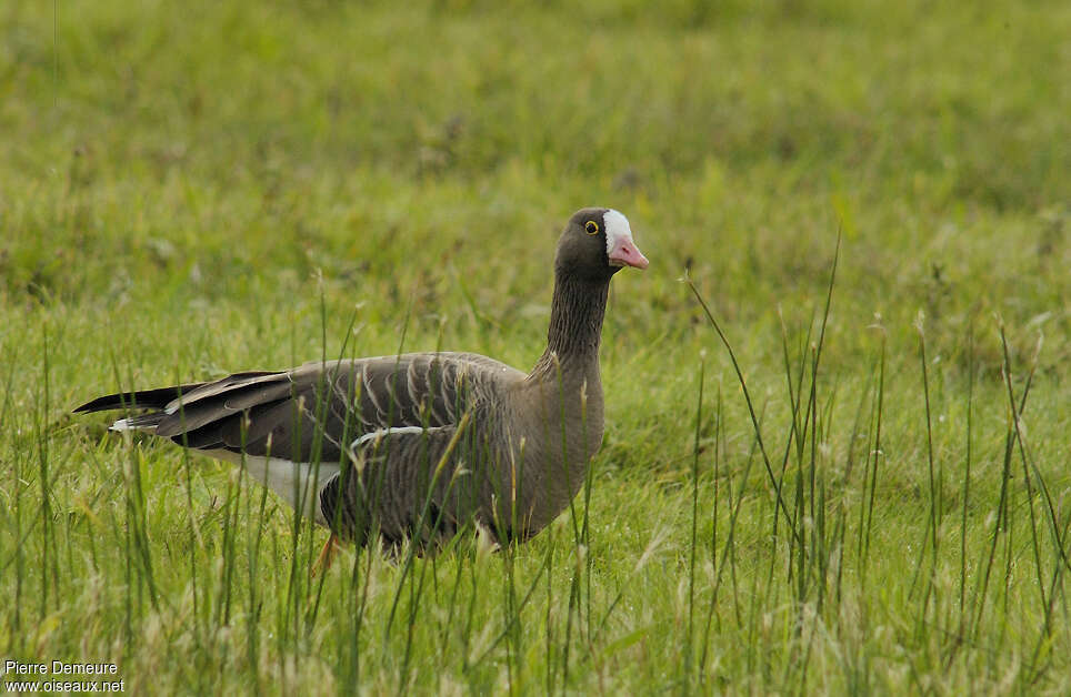 Oie naineadulte, identification