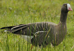 Lesser White-fronted Goose