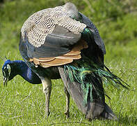 Indian Peafowl