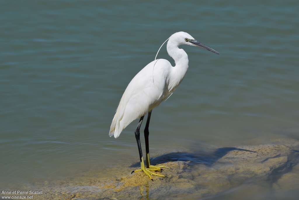 Little Egretadult, identification