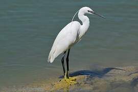 Little Egret