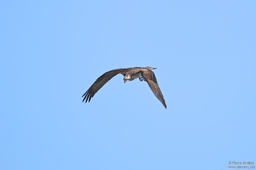 Western Osprey