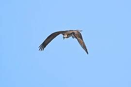 Western Osprey