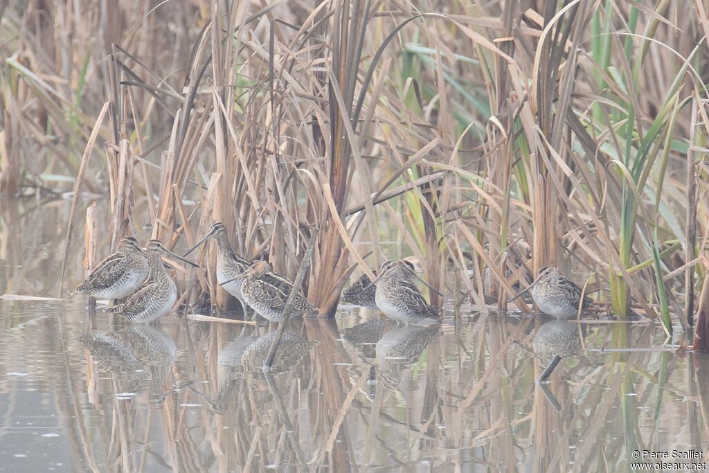 Common Snipe