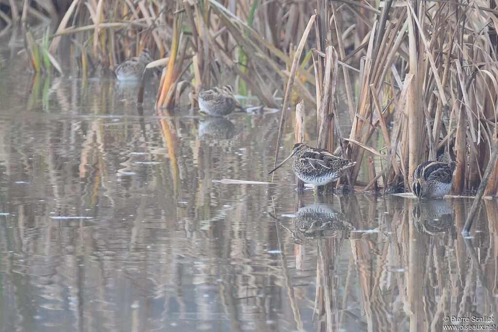 Common Snipe