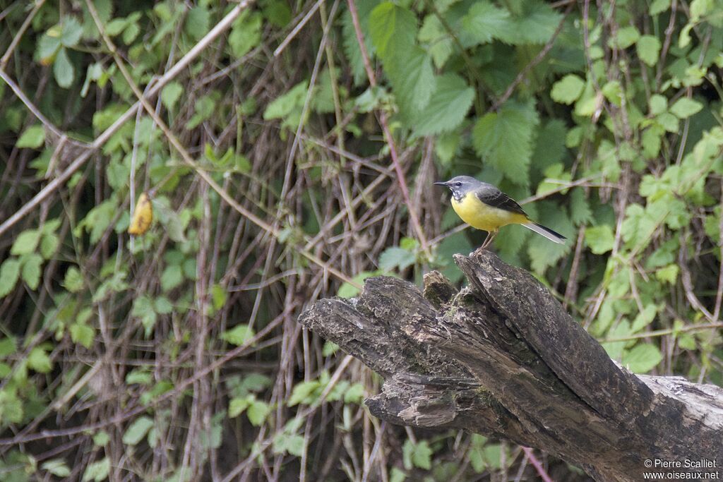 Grey Wagtail