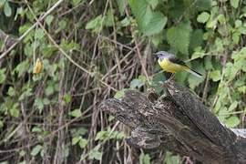 Grey Wagtail