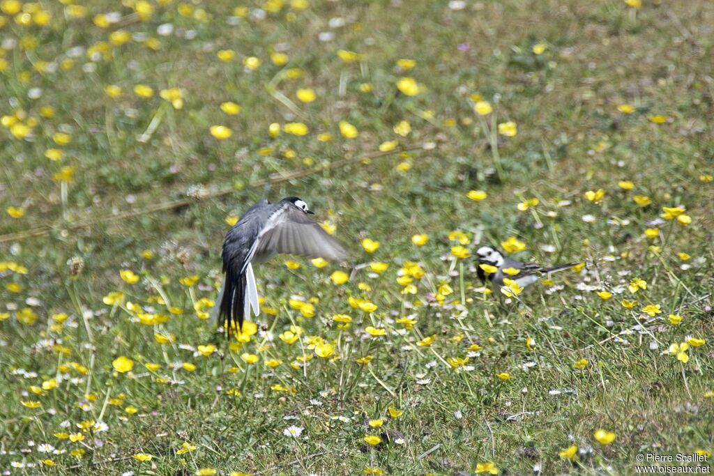 White Wagtail