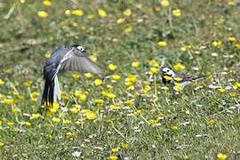 White Wagtail