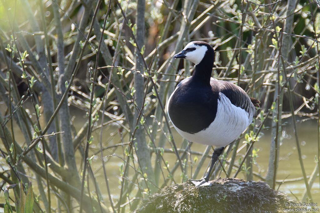 Barnacle Goose