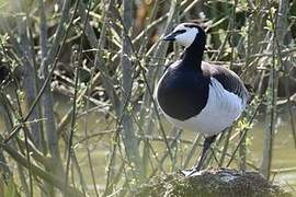 Barnacle Goose