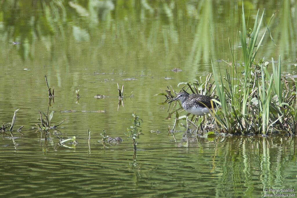 Green Sandpiper