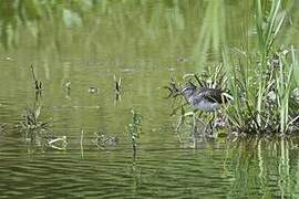 Green Sandpiper