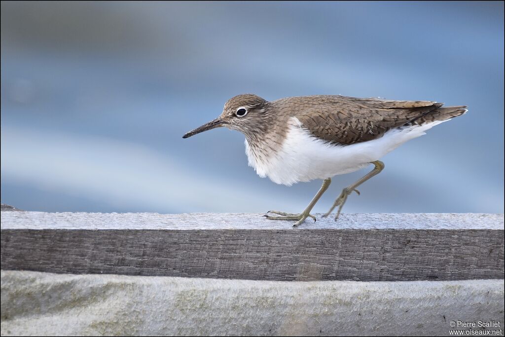 Common Sandpiper