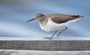 Common Sandpiper