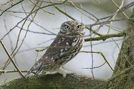 Little Owl