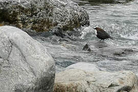 White-throated Dipper