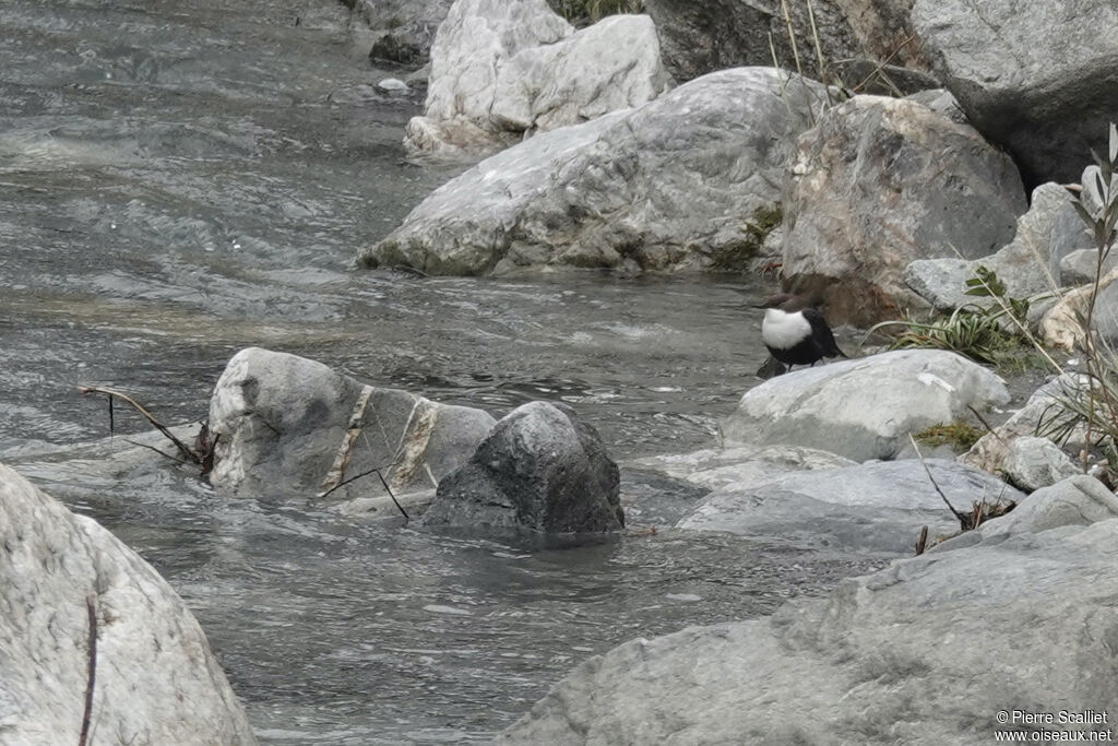 White-throated Dipper