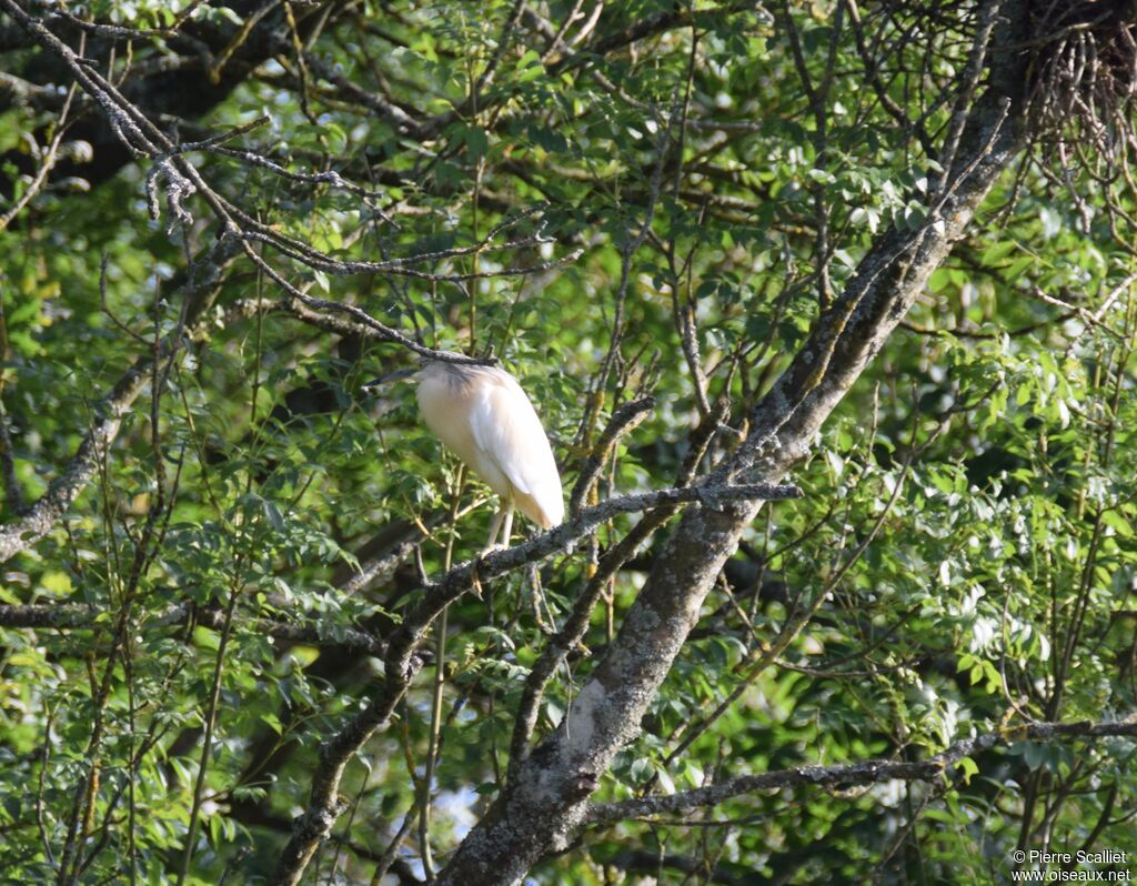 Squacco Heron